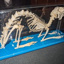 💥 Rabbit Skeleton Display 💥