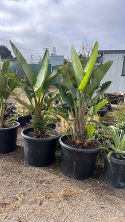 Gaint Birds of paradise’s