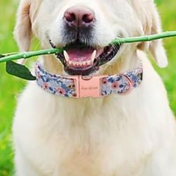 Dog Collar