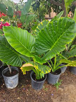 5 gallons Elephant Ear Plant