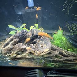 Aquarium Decor