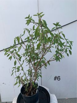 #6- Thai Basil Plants