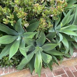 Succulent Plants