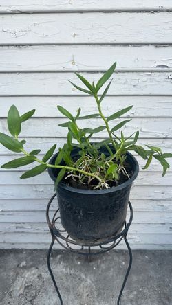 Dendrobium Orchid plant