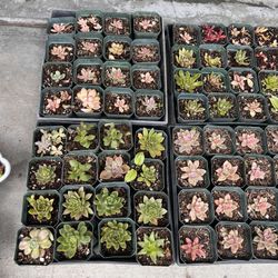 Succulents Plants 