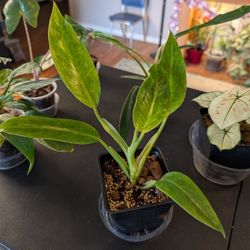 Philodendron Caulking Gold 