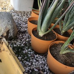 Potted Alovera Plants  Choice 