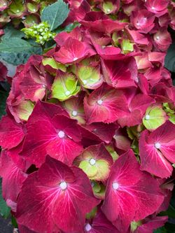 🔥 High Fire Hydrangea – 1 Gallon Pot