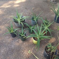 Aloe Vera $ 5 & 10 Dollar Each