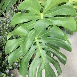 succulent zebra plant Haworthia Zebra Plant