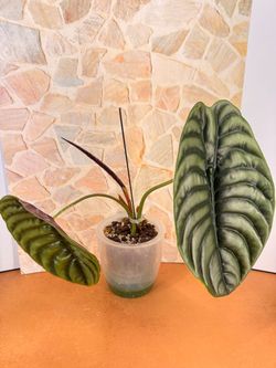 Red Secret Cuprea Plant - self watering container PON/LECA