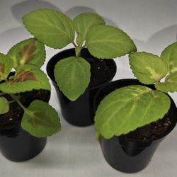 Coleus Trio Special! 