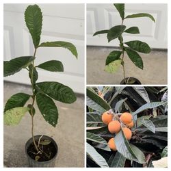 Sweet Loquat fruit tree Live Plant (枇杷) Nispero Pipa in 1 Gallon Pot