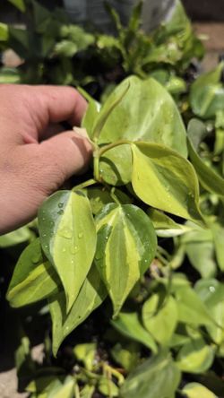 Philodendron Brasil
