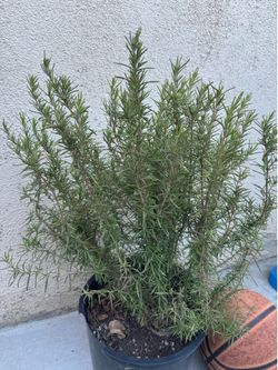 Rosemary herb plant