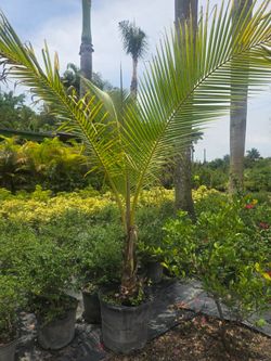 Coconut palm available