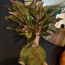 Red Aglaonema Kokedama Plant 