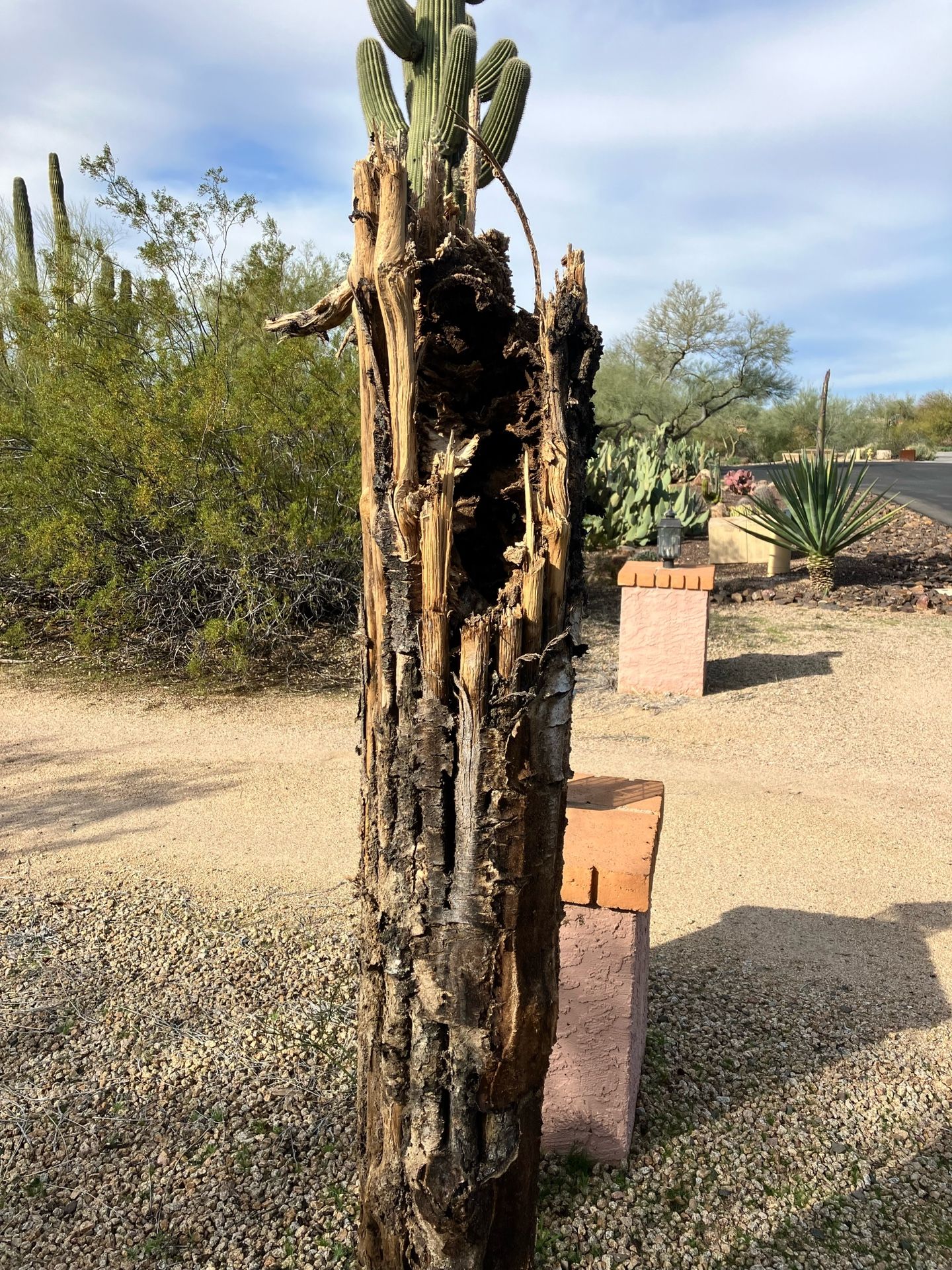 Fresh Saguaro Ribs! for Sale in Scottsdale, AZ OfferUp