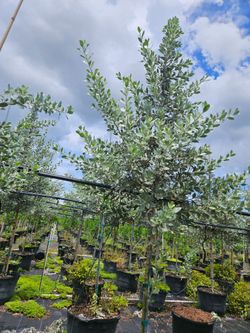 silver Bottomwood Instant privacy hedge for fence