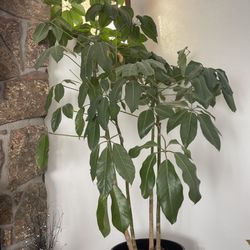 Huge And Healthy Air Purified House Plant In High Quality Ceramic Pot