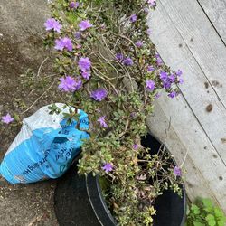 Big Azalea and succulents