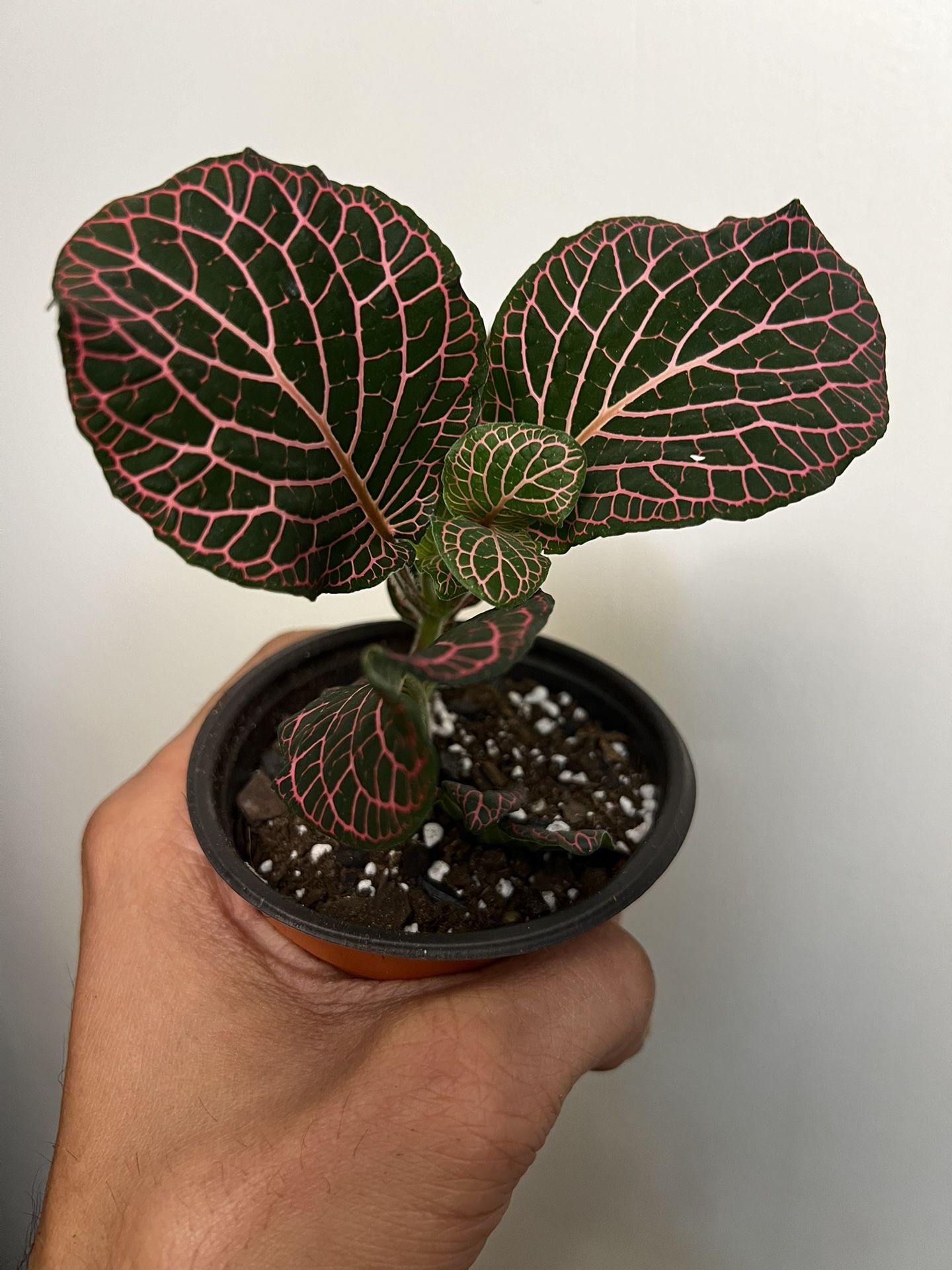 Nerve Plant (Fittonia)