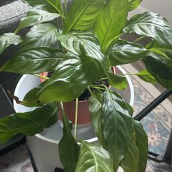 Peace Lily House Plant