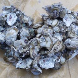 Oyster Decor Heart Ocean Beach Shells Thalassophilia