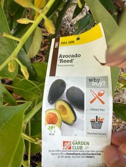 Fruit tree and cuttings trade/exchange