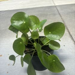 Chinese Money Plant (Pilea) -12$