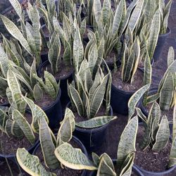 Snake Plants