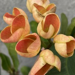 Corona De Cristo $40