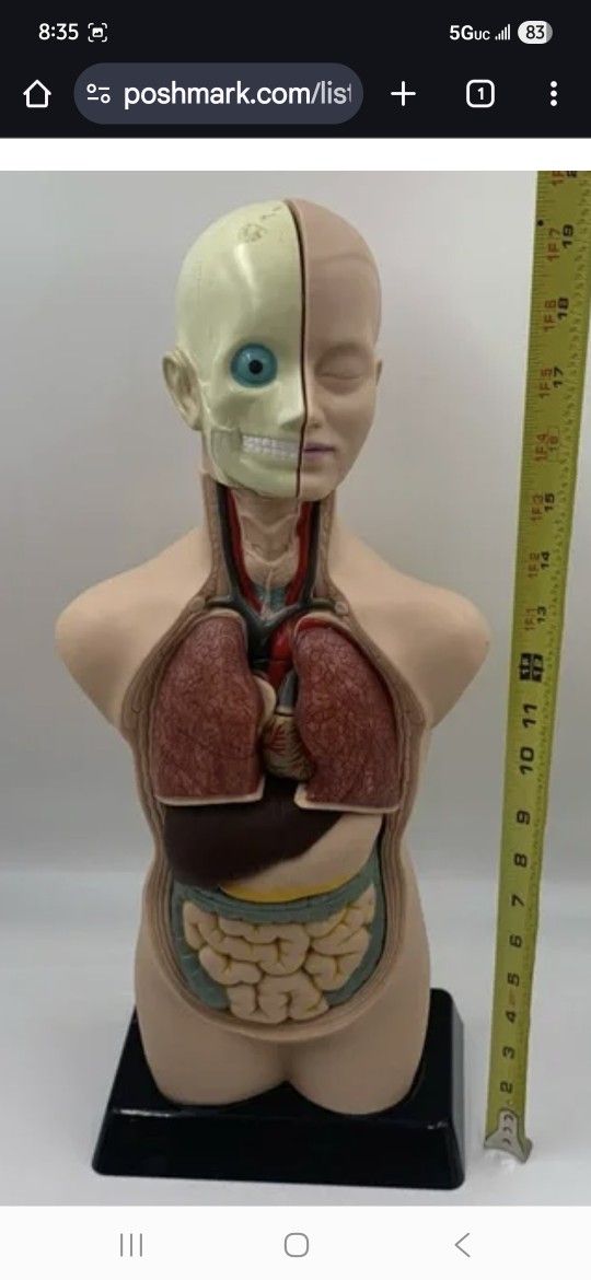 Edu Toys 19in Human Torso 11pcs
