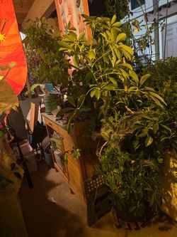 Tall, large umbrella plant