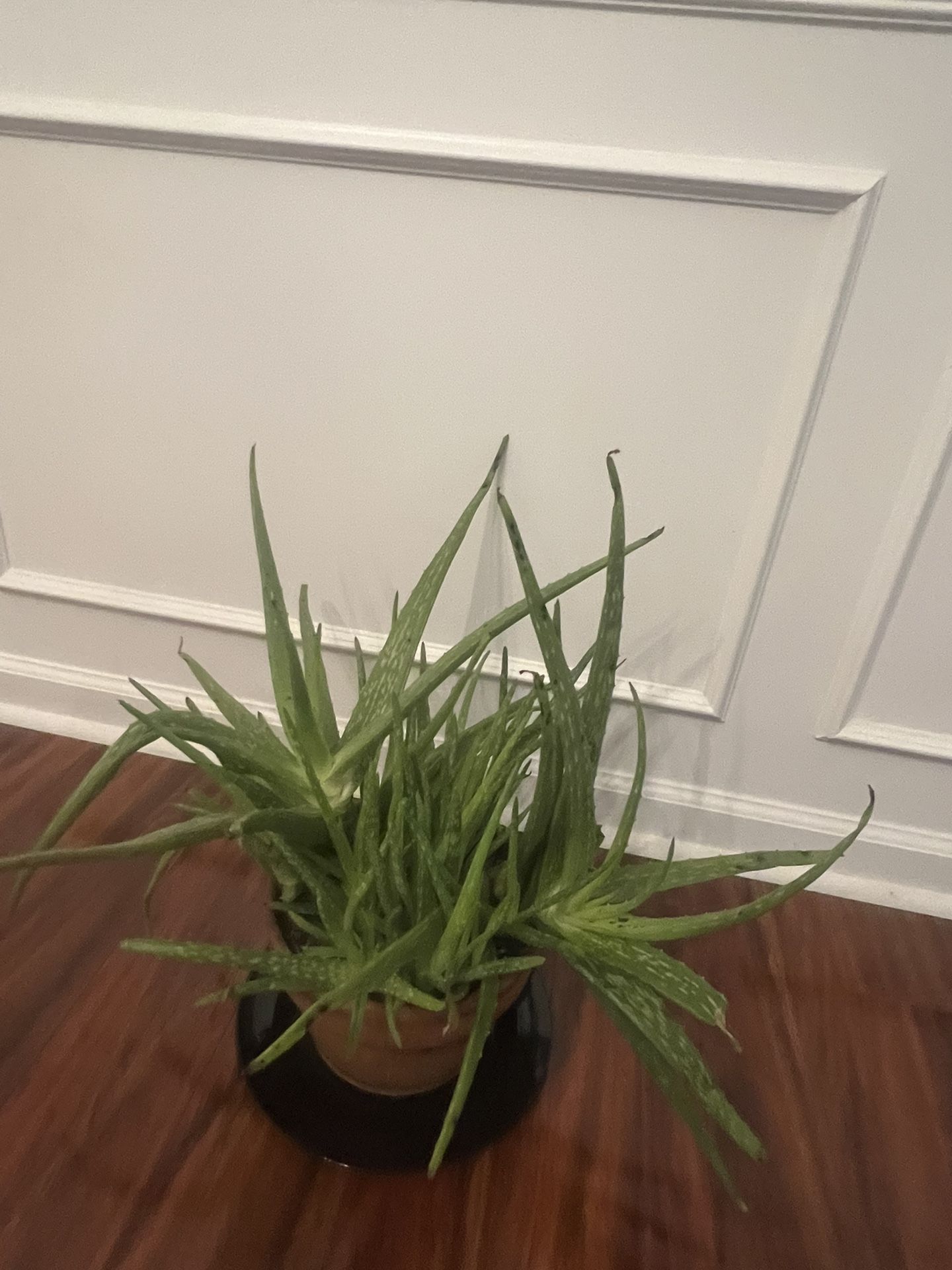 Alloe Vera Plant