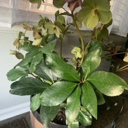 Rose of Christ plant for inside and outside also. 