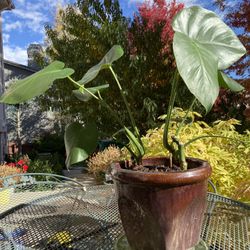 Monster Plant