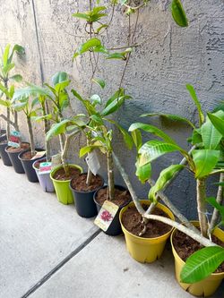 Plumeria $10