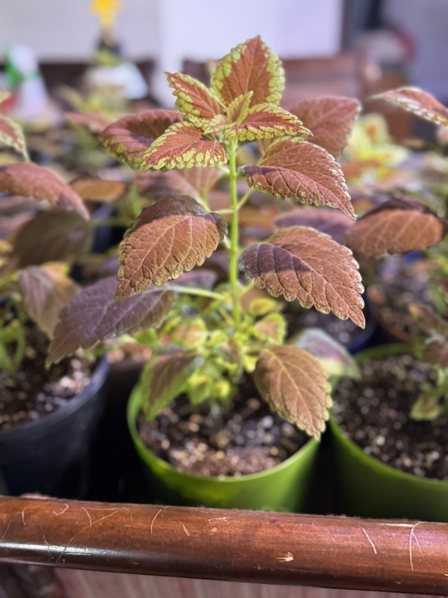 Red/Green Coleus Plants!  Must Sell!!!!! 