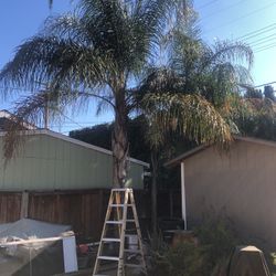 QUEEN PALM TREE