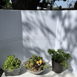 Live Plants Arrangements Cactus And Succulents 