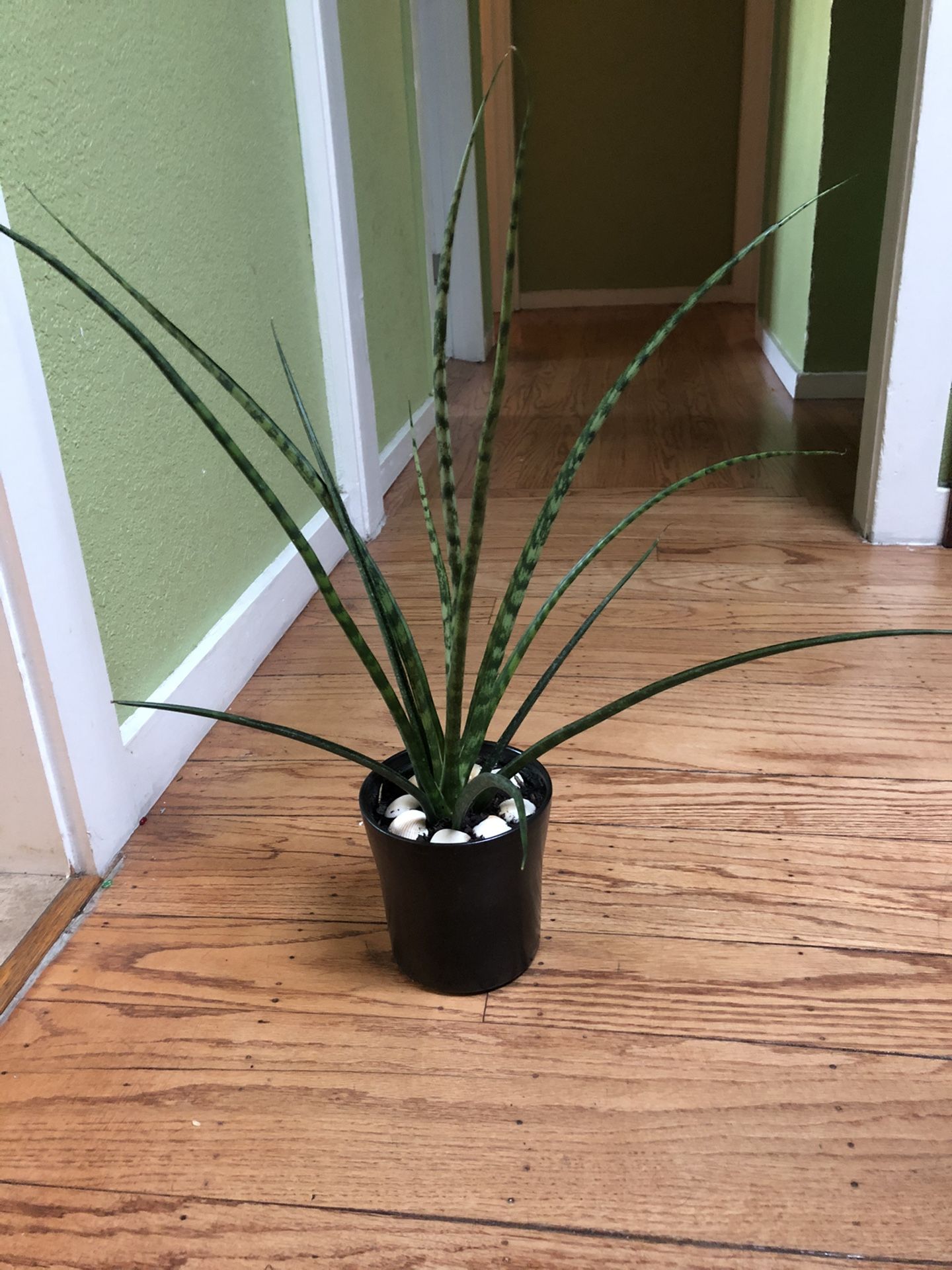 Snake plants in 6 inch black ceramic pot