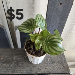 Peperomia Watermelon 