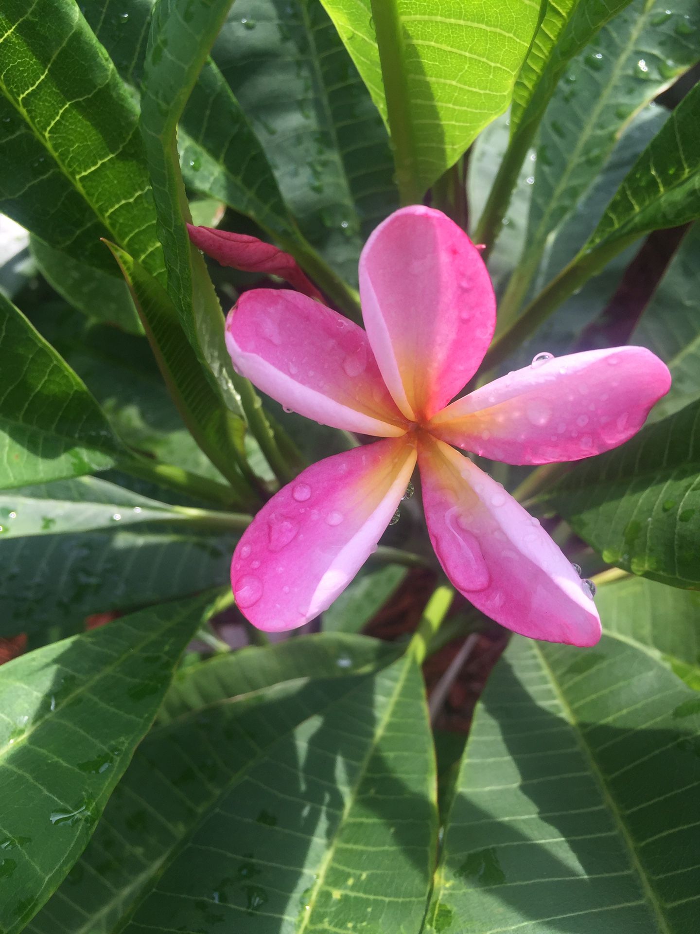 Plumeria