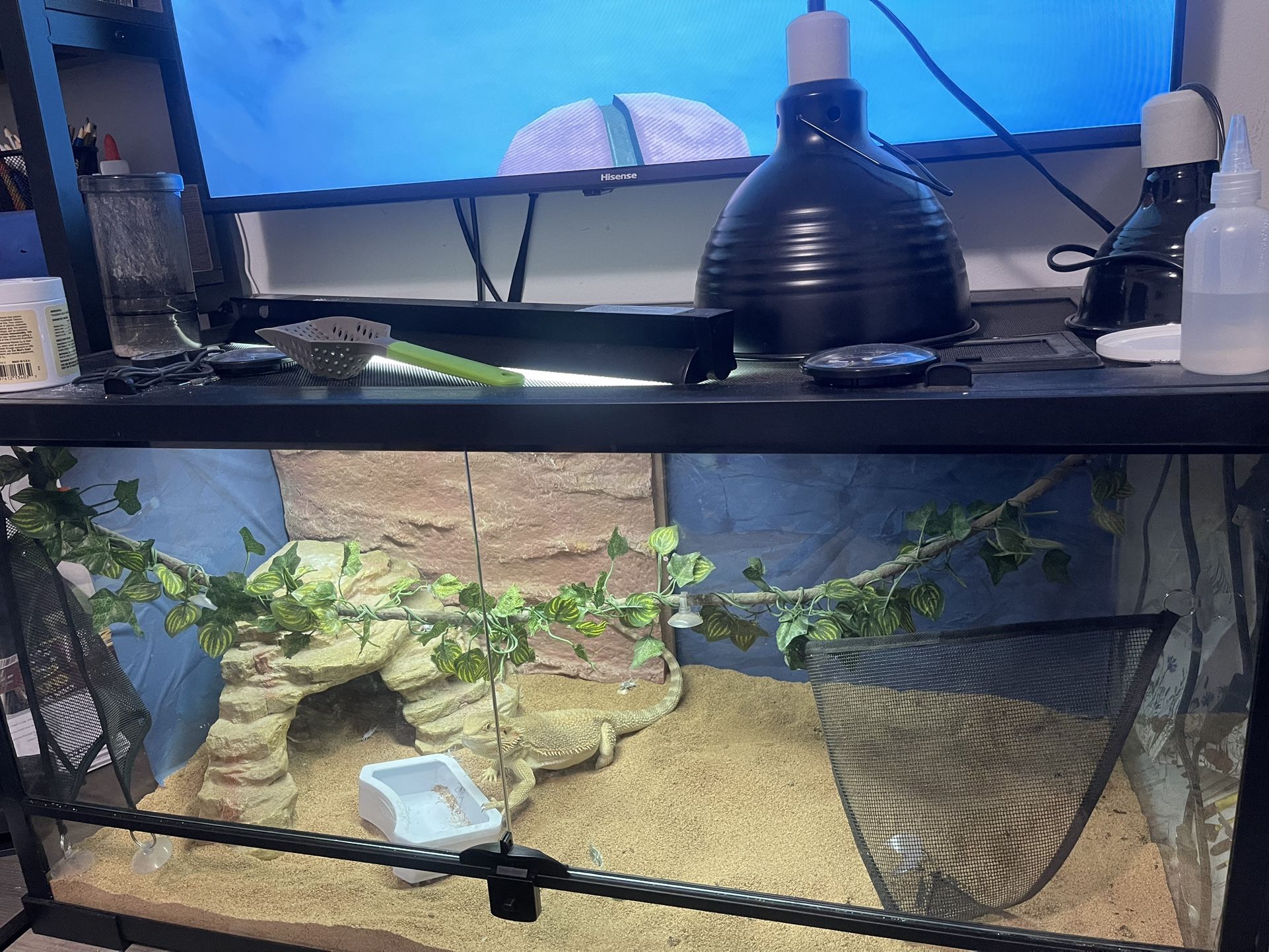 Bearded Dragon With 40 Gallons Tank