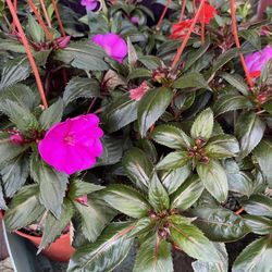Impatiens Flowers Plant