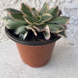 3 Inch Pot Rare Succulent Plant - Aeonium Sunburst Crested - Sculptural - Rooted & Established - Drought Resistant - 🪴 