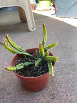 4” Rhipsalis