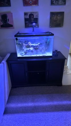 Saltwater fish tank set up