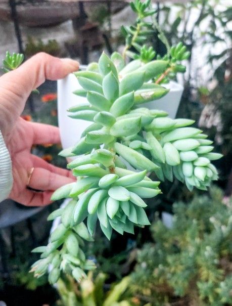 Succulents